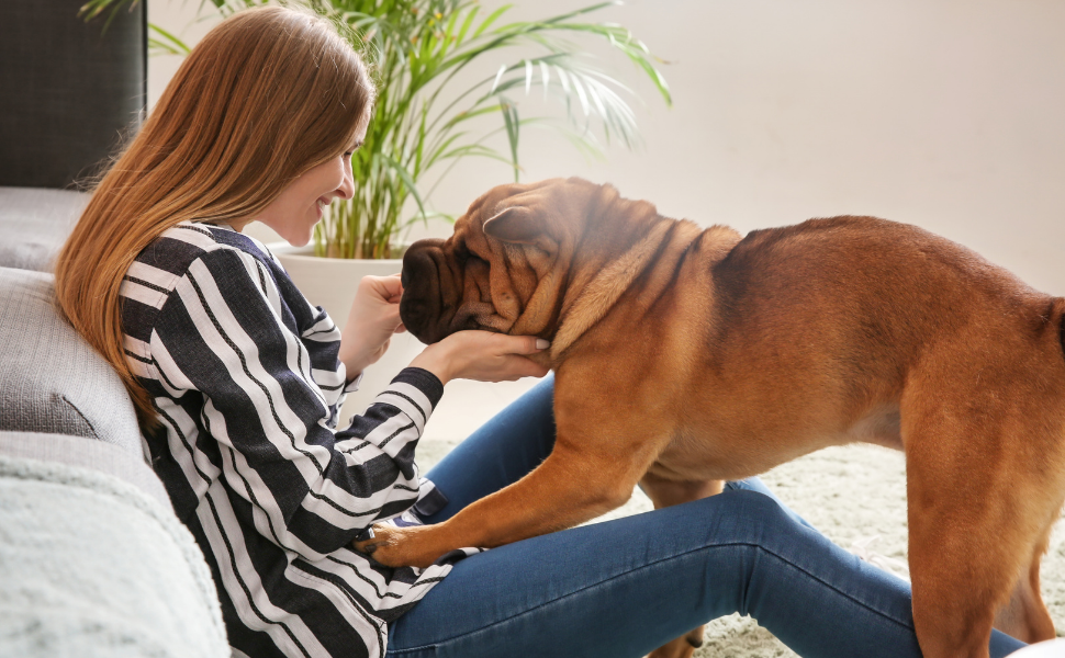 Why does my dog follow me everywhere? PointPet