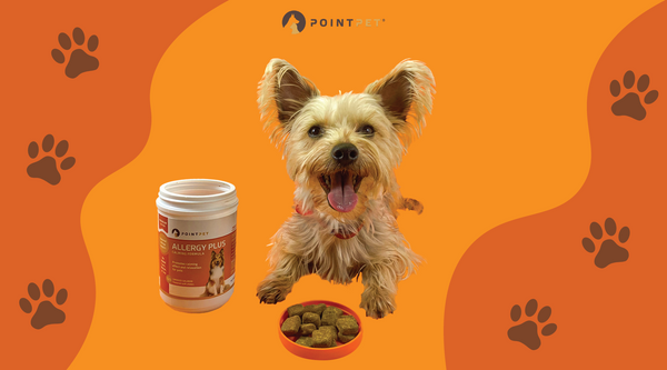 Say Goodbye to Pet Allergies for Good with PointPet Allergy Plus