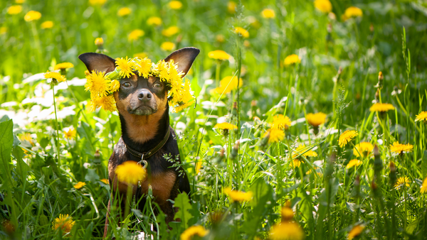 How to Help Your Dog with Seasonal Allergies?