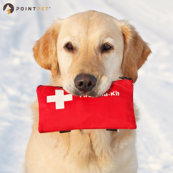 Essential Dog First Aid Basics