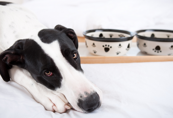 Dog Not Eating? Reasons & Solutions