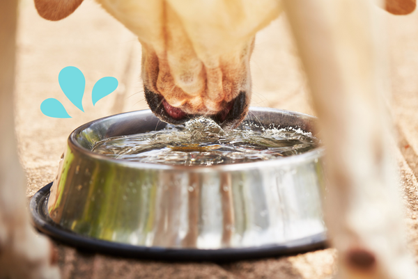 What to do if your dog won’t drink water? Reasons & Solutions