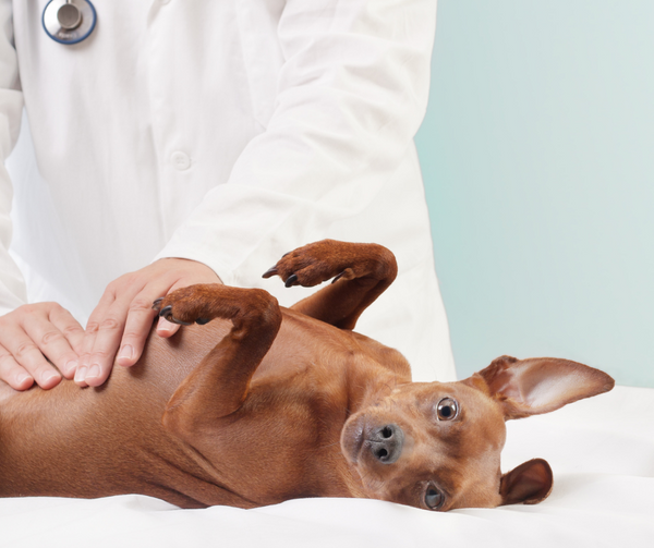 Are Probiotics Beneficial for Your Dog?
