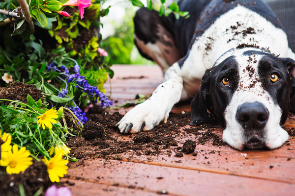 Creating the Perfect Dog-Friendly Backyard for Summer