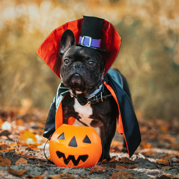 The Do's and Don'ts of Doggy Halloween Costumes
