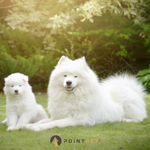 How Old is My Dog in Human Years? The Truth Behind Dog Aging Calculations
