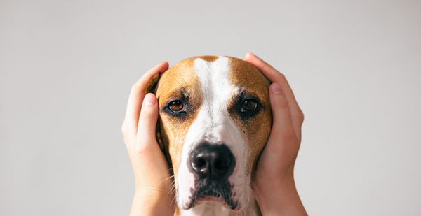 Healthy Ears, Happy Dog: A Guide to Preventing Ear Infections in Your Furry Friend