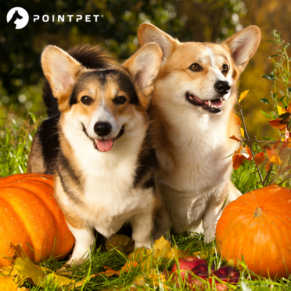 Can Dogs Eat Pumpkin?