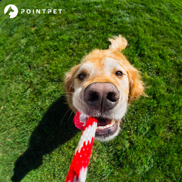 Tug of War & DIY Dog Toy Guide