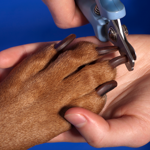 A Comprehensive Guide to Dog Nail Care