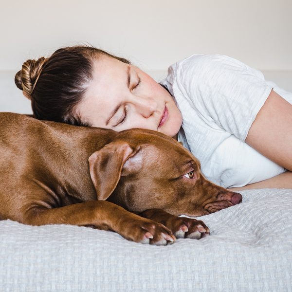 How Dogs Can Alleviate School Stress