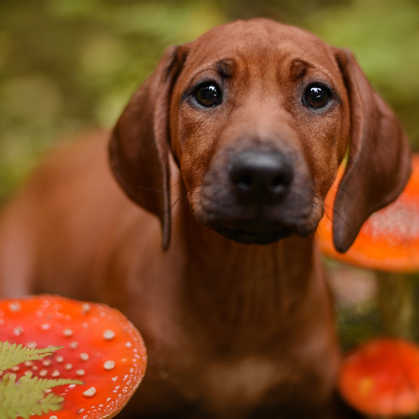 Toxic Temptations: Fall Foods Your Dog Should Avoid