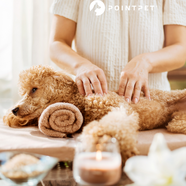 The Benefits of Canine Massage Therapy
