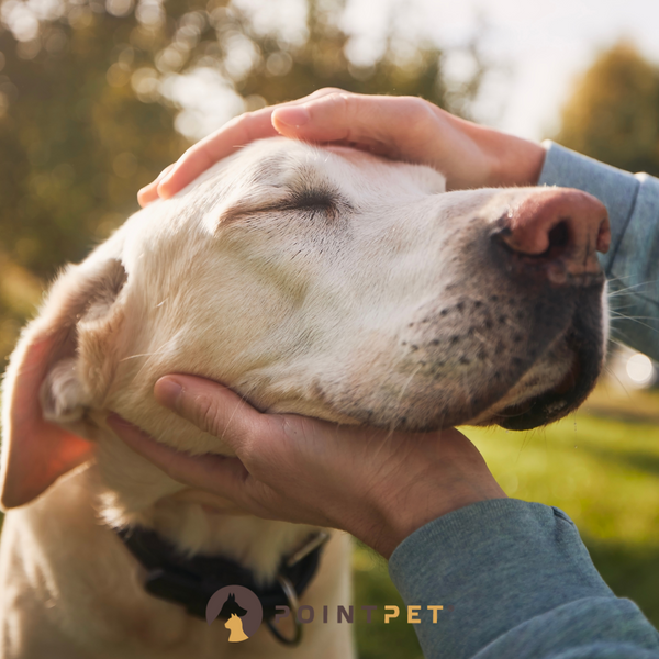 Understanding Canine Cognitive Dysfunction: A Comprehensive Guide