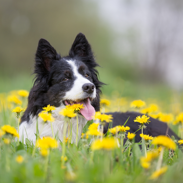 The Benefits of Outdoor Time for Dogs in Early Spring