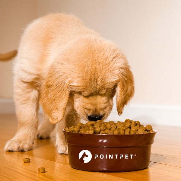 Can a Dog Eat the Same Food Every Day?
