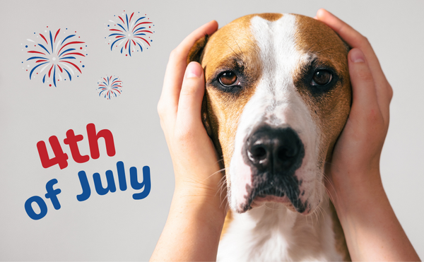 How To Keep Your Dog Calm During the 4th of July?
