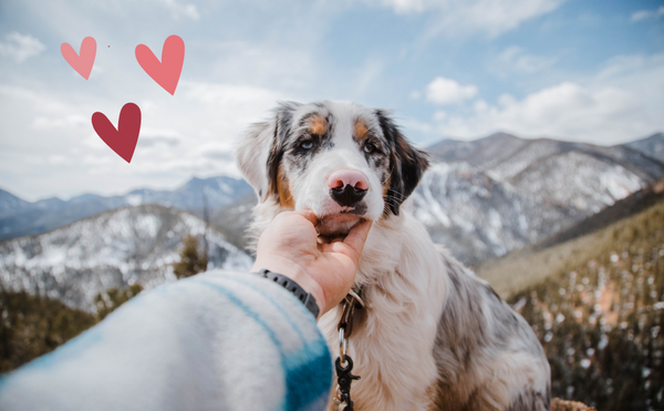10 Tips to Help Your Dog Live a Longer and Healthier Life
