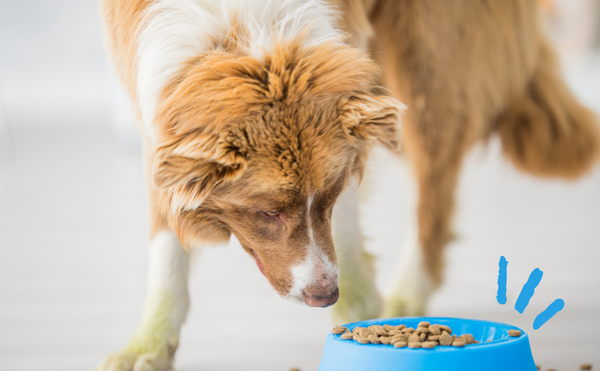 Why is my dog a picky eater?