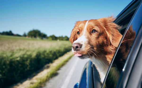 8 Tips for Safe Travels With Your Dog
