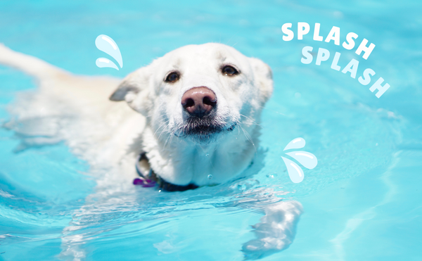 How to teach your dog to swim