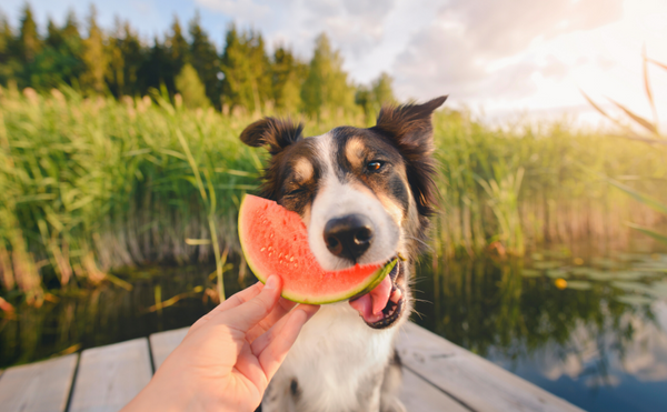 Is Watermelon a Healthy Choice for Dogs?
