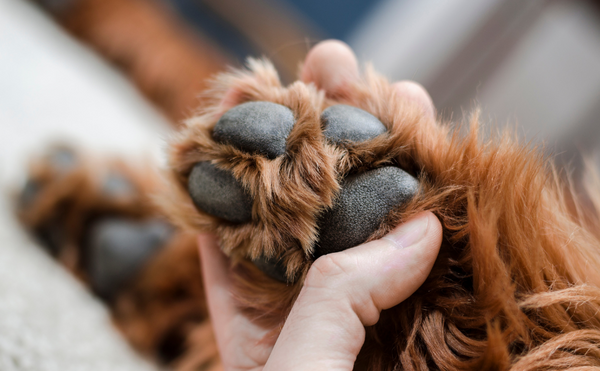 Dog Paw Care: Summer Safety Tips