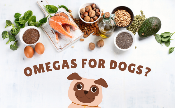 Omegas for Dogs: What Are They and their Benefits