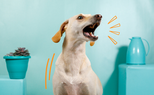 Why Is My Dog Barking and How to Stop Barking - Tips and Strategies