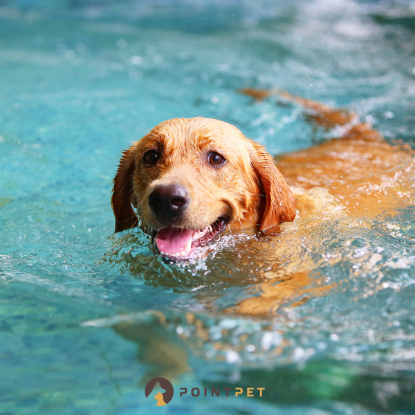 8 Tips to Keep Dogs Cool in Summer